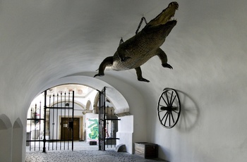 Udstoppet krokodille i Det gamle Rådhus i Brno