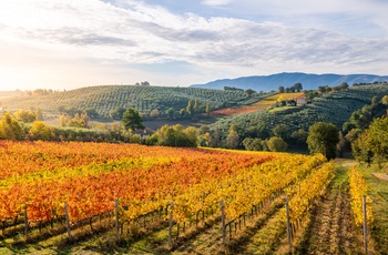 Vinområdet Montefalco i Umbrien
