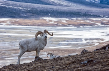  Vædder i Kluane National Park and Reserve  i Yukon-territoriet - Canada