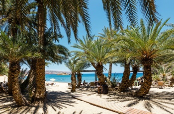 Palmer på Vai-stranden på Kreta - Grækenland