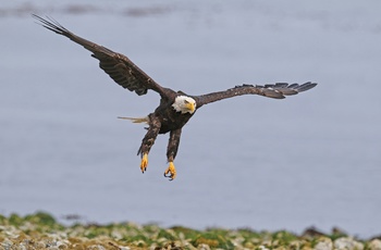 Kæmpe havørn set på Vancouver Island i Canada