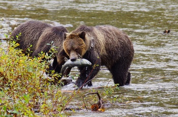 Grizzlybjørne fanger laks - Vancouver Island