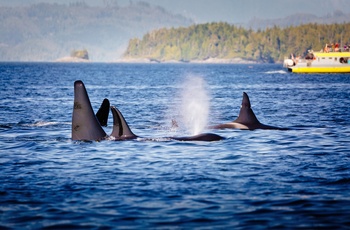 Hvalsafari fra Victoria på Vancouver Island - Canada