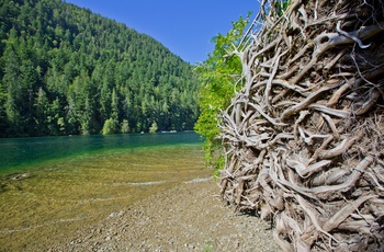 MacMillan Provincial Park 7 Cathedral Grove og Cameron Lake på Vancouver Island