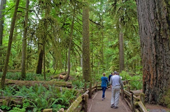 Turister vandrer i MacMillan Provincial Park / Cathedral Grove på Vancouver Island