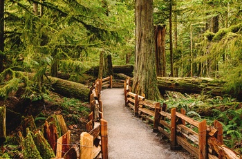 Der er et netværk af stier i MacMillan Provincial Park / Cathedral Grove på Vancouver Island