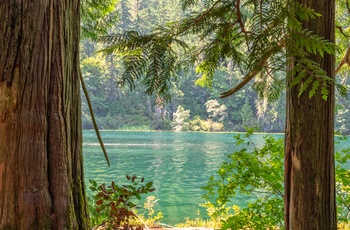 Udsigt til Cameron Lake fra  MacMillan Provincial Park / Cathedral Grove på Vancouver Island