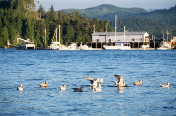 Port Hardys havn på Vancouver Island i Canada