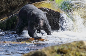 Sortbjørn på Vancouver Island - Canada