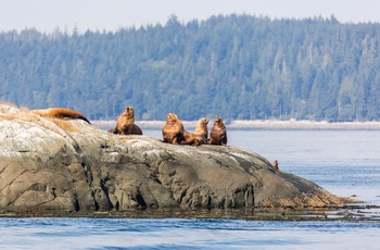 Sæler ved Vancouver Island i Canada