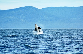 Spækhugger ud for Vancouver Island, Canada