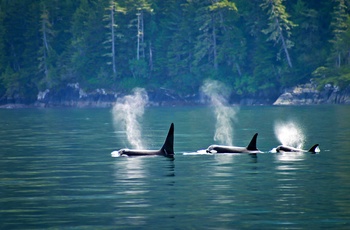 Spækhuggere ved Vancouver Island i Canada