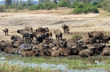 Vandbøfler i Queen Elizabeth National Park - Uganda