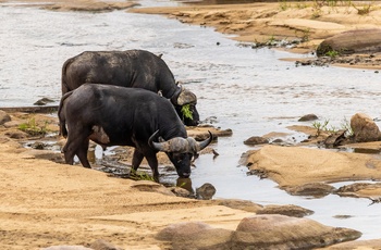 Vandbøfler ved bredden af Sabie River i Sydafrika