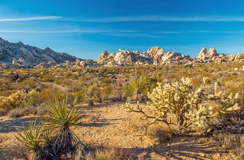 Mojave ørkenen i det vestlige USA