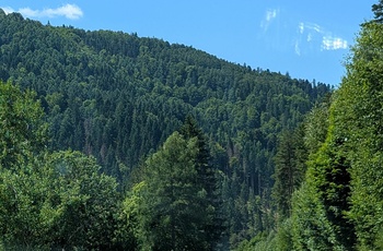 Biolog og naturformidler Vicky Knudsen på autocamper-tur i Schwarzwald