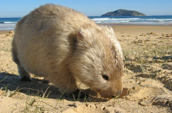 Wombat på strand i Wilsons Promontory National Park - Victoria