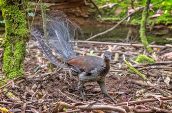 Lyrebird der er kendt i Queensland og Victoria, Australien