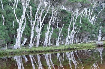 Træer langsTidal River i The Promontory Nationalpark, Victoria i Australien