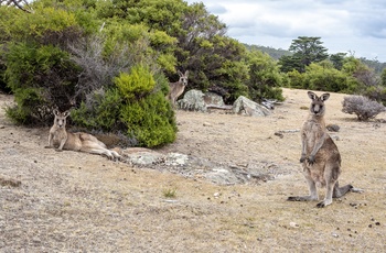 Vilde kænguruer på Maria Island - Tasmanien
