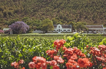 Vingård i Franschhoek Wine Valley i Sydafrika