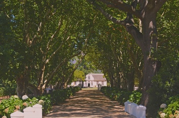 Vingård i Franschhoek i Sydafrika - Foto: Marcelo Novais, Unsplash