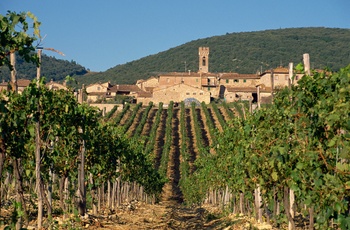 Vingård i vinområdet Chianti Classico i Toscana - Italien