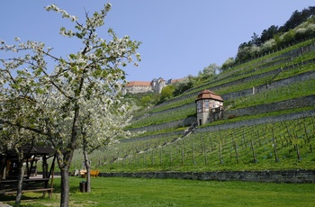 Vinmarker med Neuenburg Castle i baggrunden - Sachsen-Anhalt, Tyskland