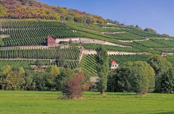 Vinområde i Saale-Unstrut - Sachsen-Anhalt