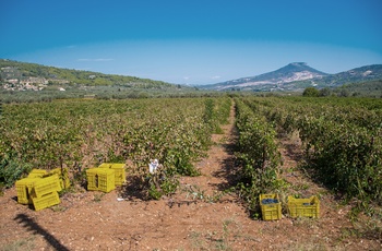 Vinområdet Nemea på Peloponnes - Grækenland