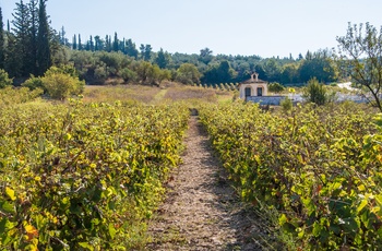 Vinområdet Nemea på Peloponnes - Grækenland