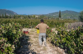 Vinbonde høster druer i vinområdet Nemea på Peloponnes - Grækenland