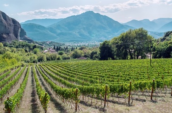Vinområdet Nemea på Peloponnes - Grækenland