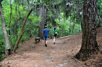 På vandretur gennem skov i First Landing State Park, Virginia i USA