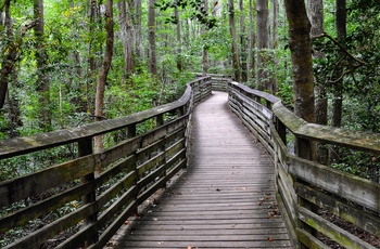 Gangbro gennem skov i First Landing State Park, Virginia i USA