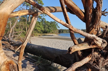 Strand i Broad Bay - First Landing State Park i Virginia, USA