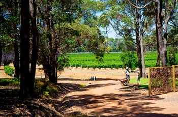 Vinmark i Margaret River vinregion – Western Australia