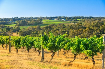 Vinmark i Margaret River vinregion - Western Australia