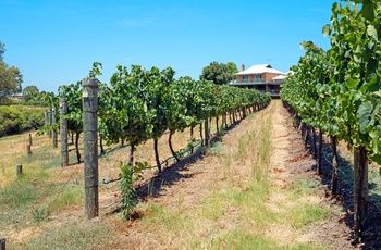 Vinmark og vingård i Margaret River vinregion - Western Australia