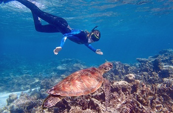 Snorkling ved Ningaloo Reef, skildpadde, Coral Bay - WA