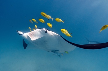 Manta ray ved Ningaloo Reef nær Coral Bay i Western Australia