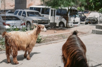 Parkeringspladsen nær Wadi Shab i Oman