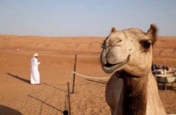 Kamel og beduin i Wahiba Sands - ørken i Oman