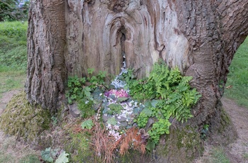 Wales - Hortensia i en træstamme i parklandskabet ved Plas Newydd