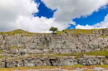 Wales - ensomt træ på toppen af det forladte kalkbrud Morlais