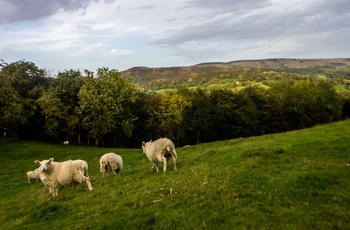 Wales - græssende får nyder livet på Clwydian Range