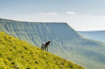 Smuk hest i Brecon Beacons National Park i Wales