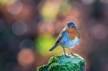Smuk fugl i Brecon Beacons National Park i Wales