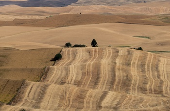 Landbrugsområde i Walla Walla Valley, Washington State