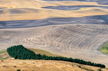 Landbrugsområde i Walla Walla Valley, Washington State